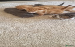 Domestic Shorthair cats for sale: Kittens  - Image 8