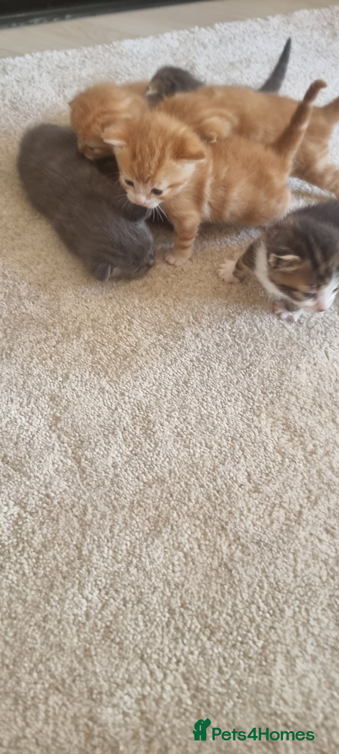Domestic Shorthair cats for sale: Kittens  - Image 8