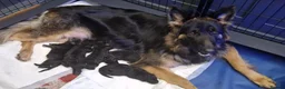 German Shepherd dogs for sale: Gorgeous German Shepherd Puppies For Sale - Advert 21