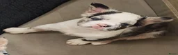 French Bulldog dogs for sale: Price reduced Fluffy French Bulldogs - Advert 31