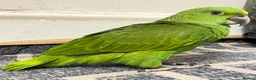 Parrots birds for sale: Baby Yellow nape amazon - Advert 2