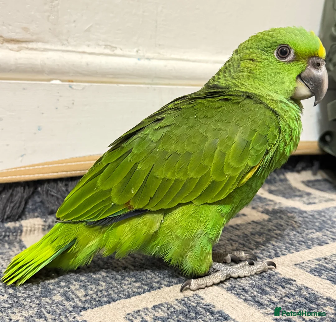 Parrots birds for sale: Baby Yellow nape amazon - Advert 2