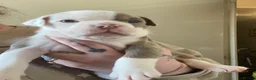 Olde English Bulldogge dogs for sale: Old English Bulldogge Puppies - Advert 3