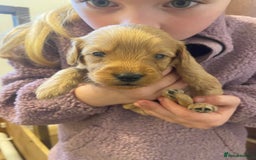 Mini Goldendoodle dogs for sale: Beautiful Mini Goldendoodle Puppies  - Image 3