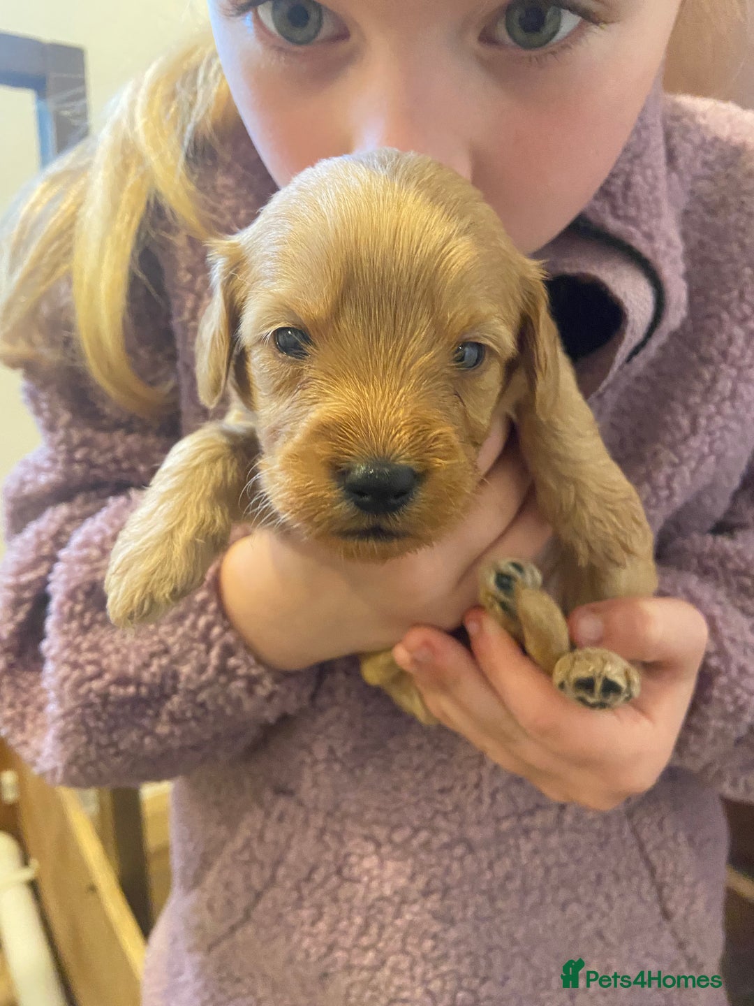 Mini Goldendoodle dogs for sale: Beautiful Mini Goldendoodle Puppies  - Image 3