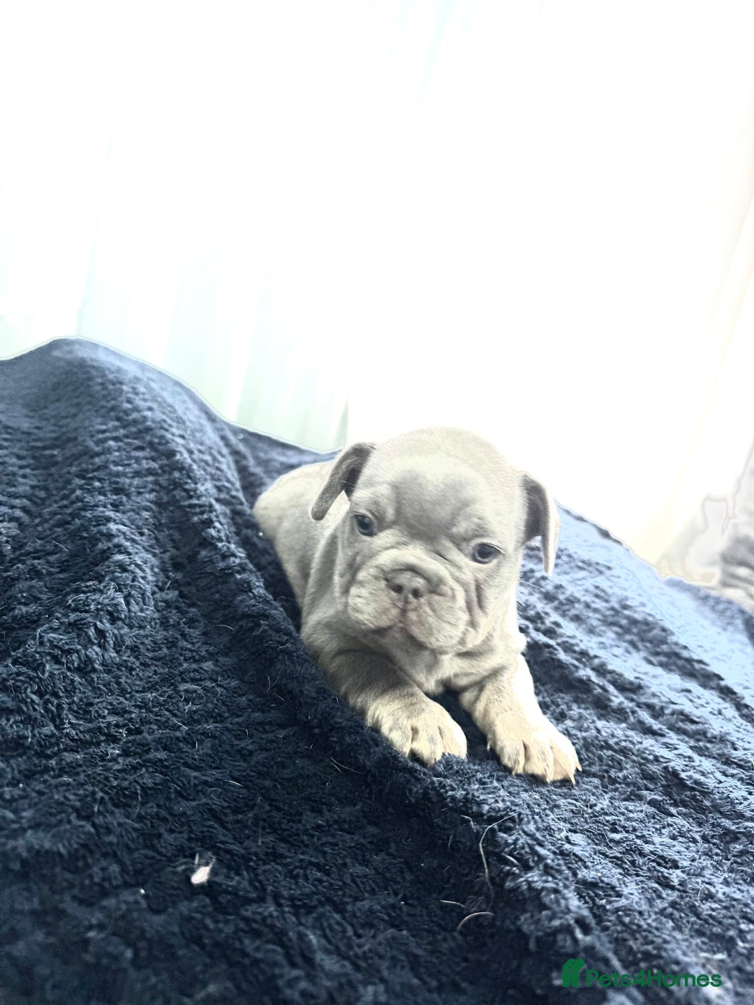 French Bulldog dogs for sale: KC Fluffy Carriers Isabella French Bulldogs puppy - Image 37
