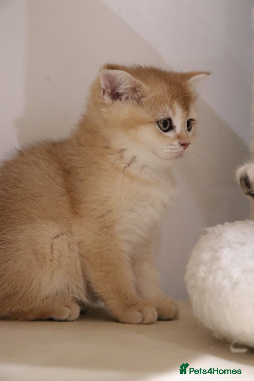British Shorthair cats for sale: Stunning Champion Bloodlines kittens  - Advert 6