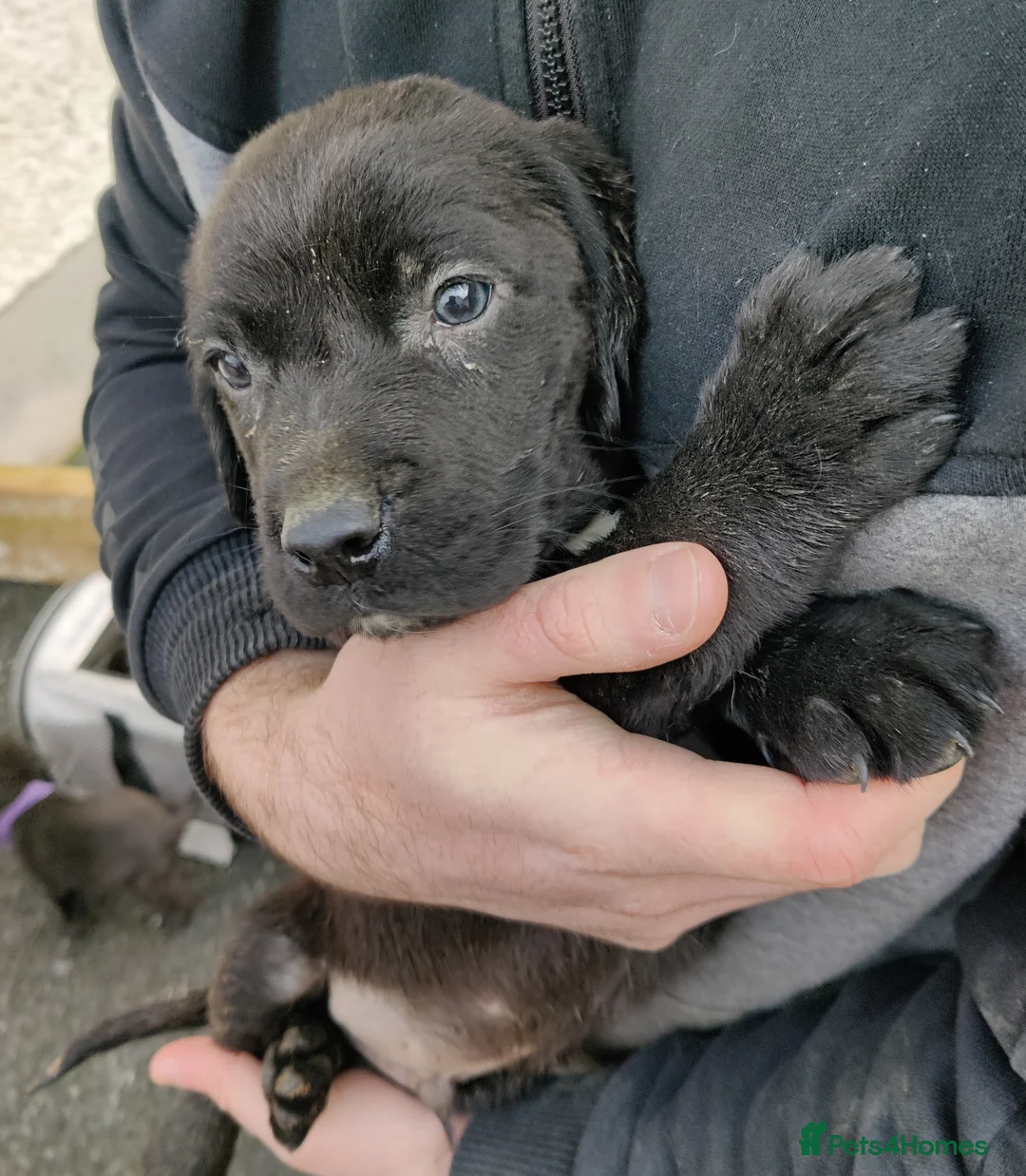 Springador dogs for sale: Springador Puppies - Advert 7