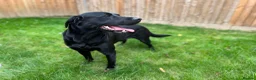 Labrador Retriever dogs for stud: Kc black Labrador for stud  in Ripley - Advert 8