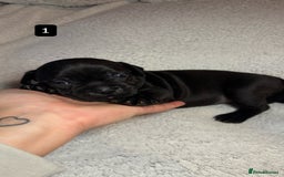 Staffordshire Bull Terrier dogs for sale: Billionaire Bill x Kenzduo Glass Souls  - Advert 2