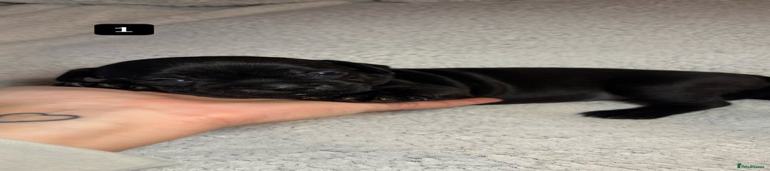 Staffordshire Bull Terrier Puppy 2