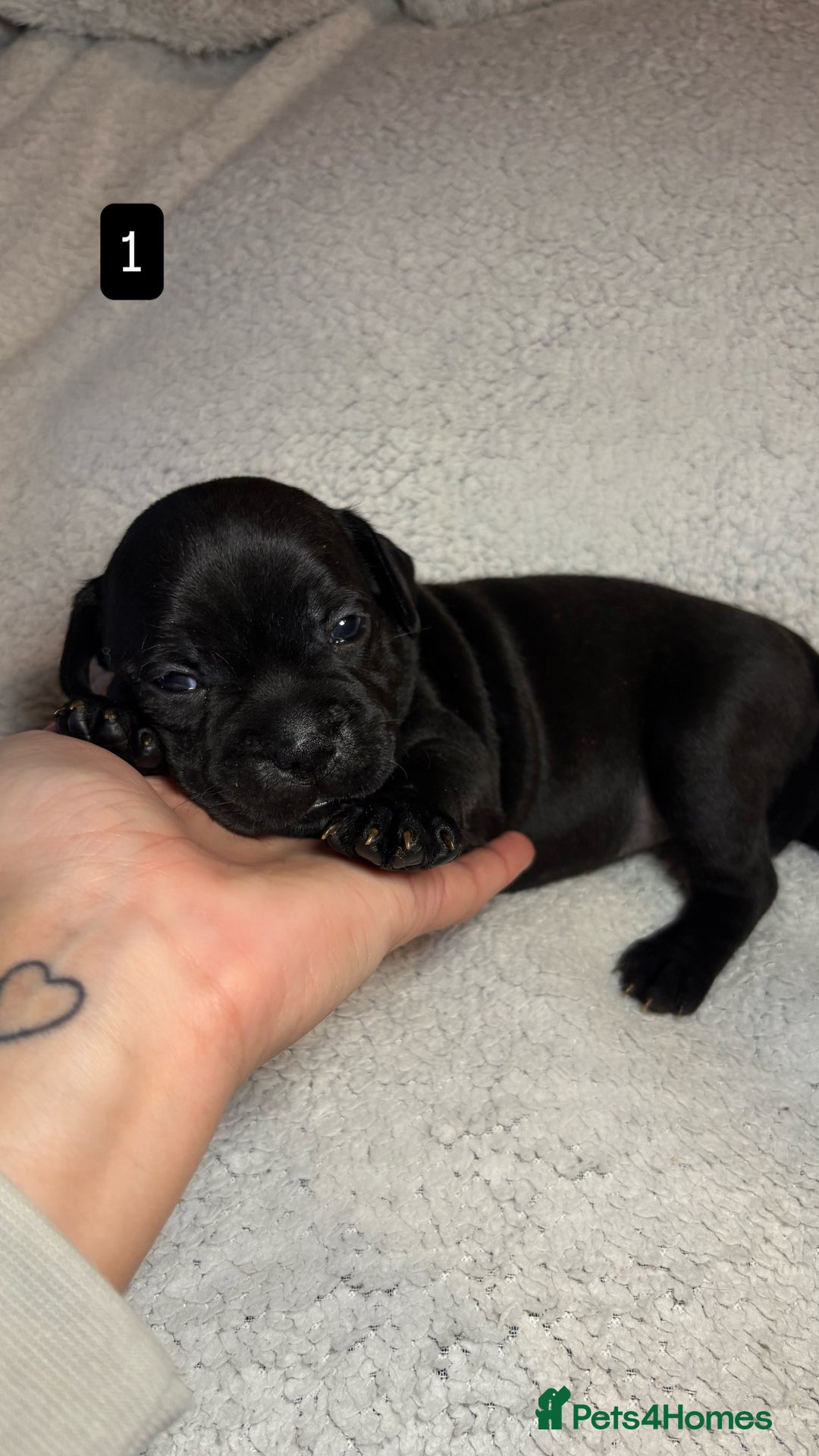 Staffordshire Bull Terrier dogs for sale: Billionaire Bill x Kenzduo Glass Souls  - Advert 2