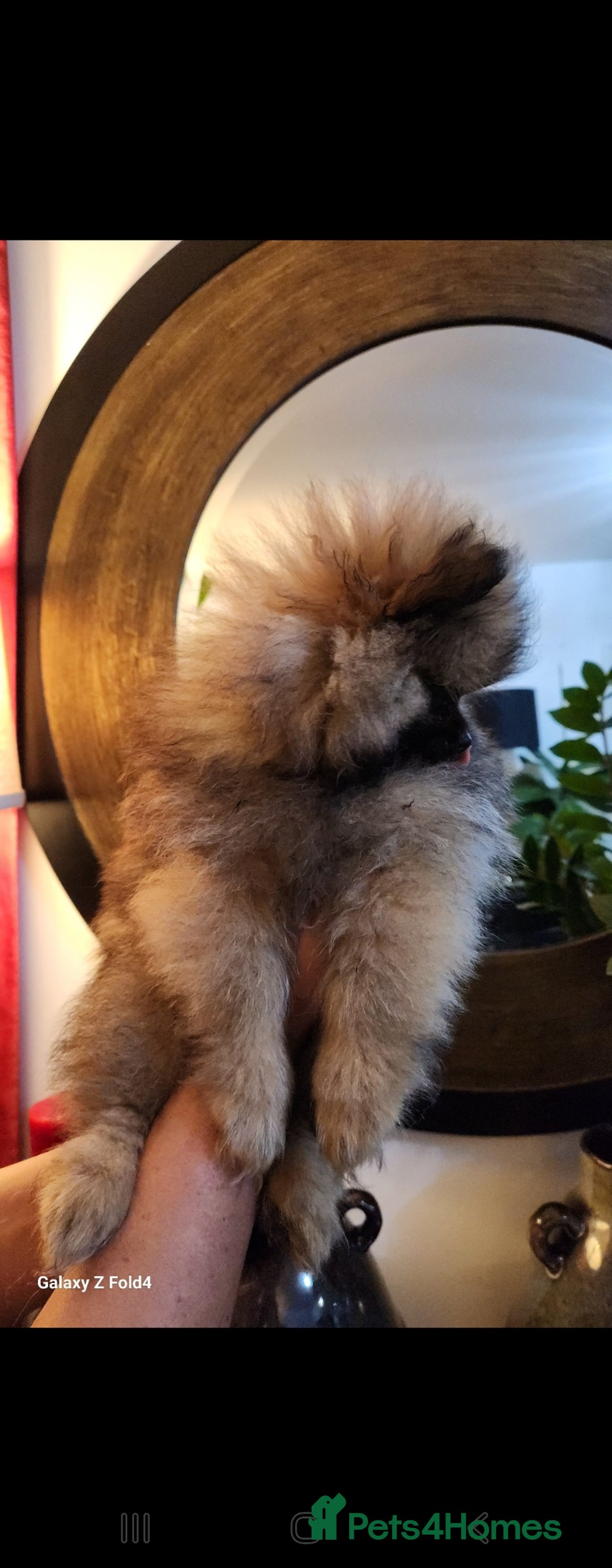Pomeranian dogs for sale: Tiny Fluff-Balls looking for Forever Homes - Advert 9