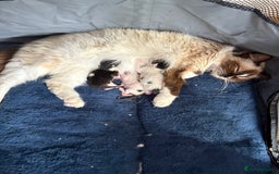 Ragdoll cats for sale: Ragdoll cross breed  - Image 1