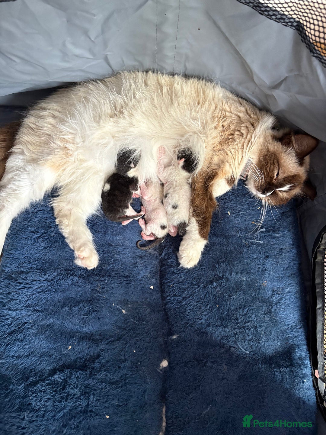 Ragdoll cats for sale: Ragdoll cross breed  - Image 1