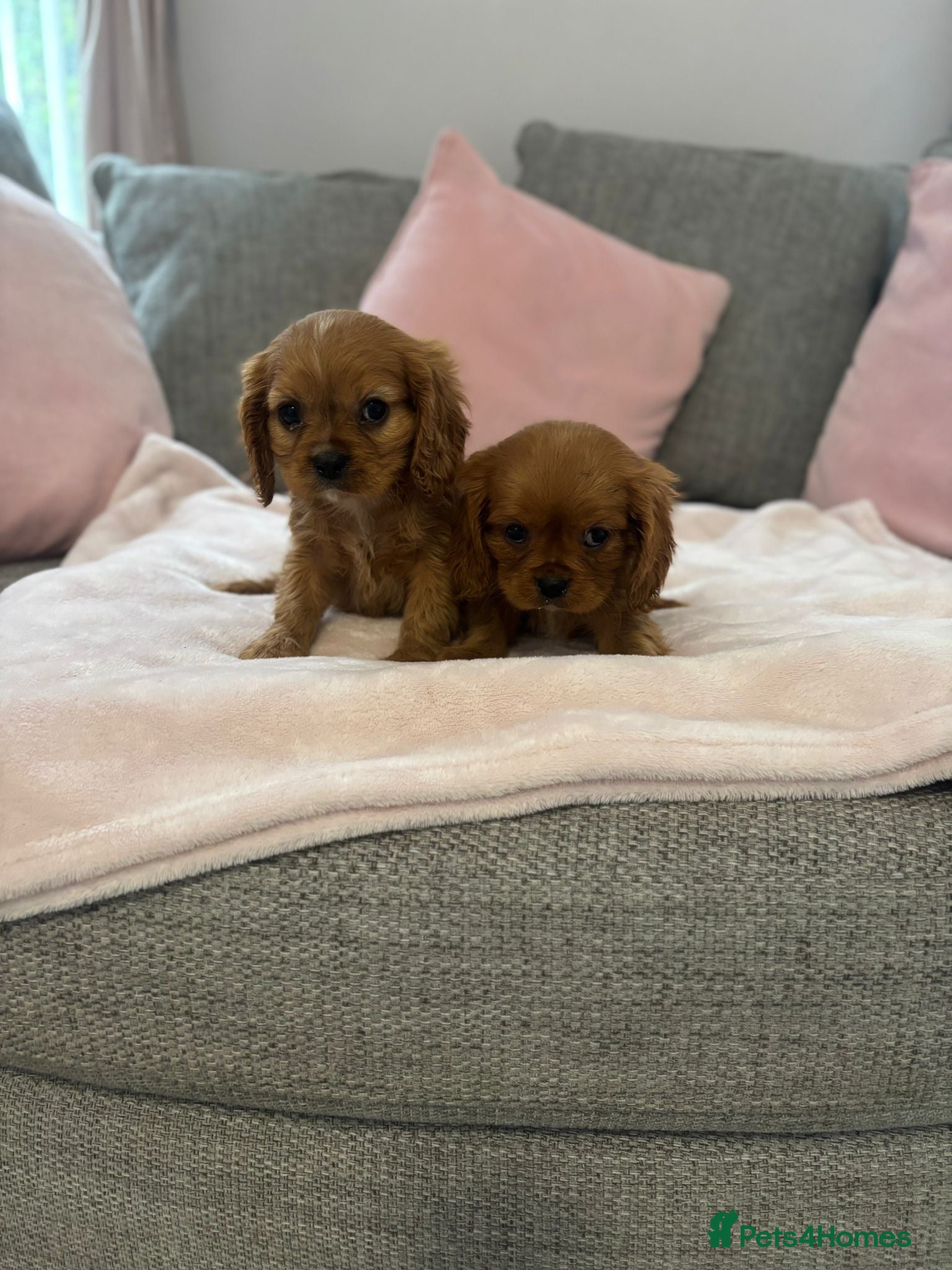 Cavalier King Charles Spaniel dogs King Charles Cavalier Pups  - Advert 4
