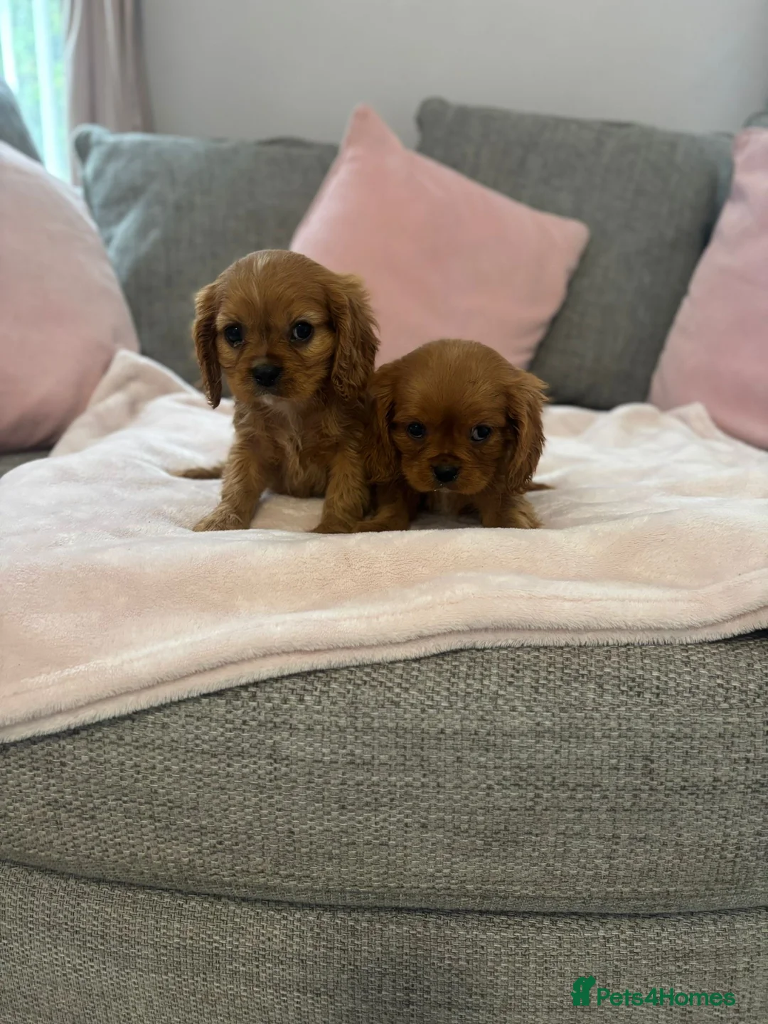 Cavalier King Charles Spaniel dogs for sale: King Charles Cavalier Pups  - Advert 1