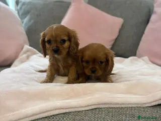 Cavalier King Charles Spaniel dogs King Charles Cavalier Pups - Advert 2