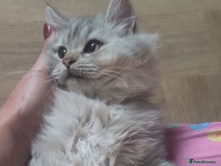 Perdoll cats Gorgeous Rare Perdoll Boy❤️ - Advert 5