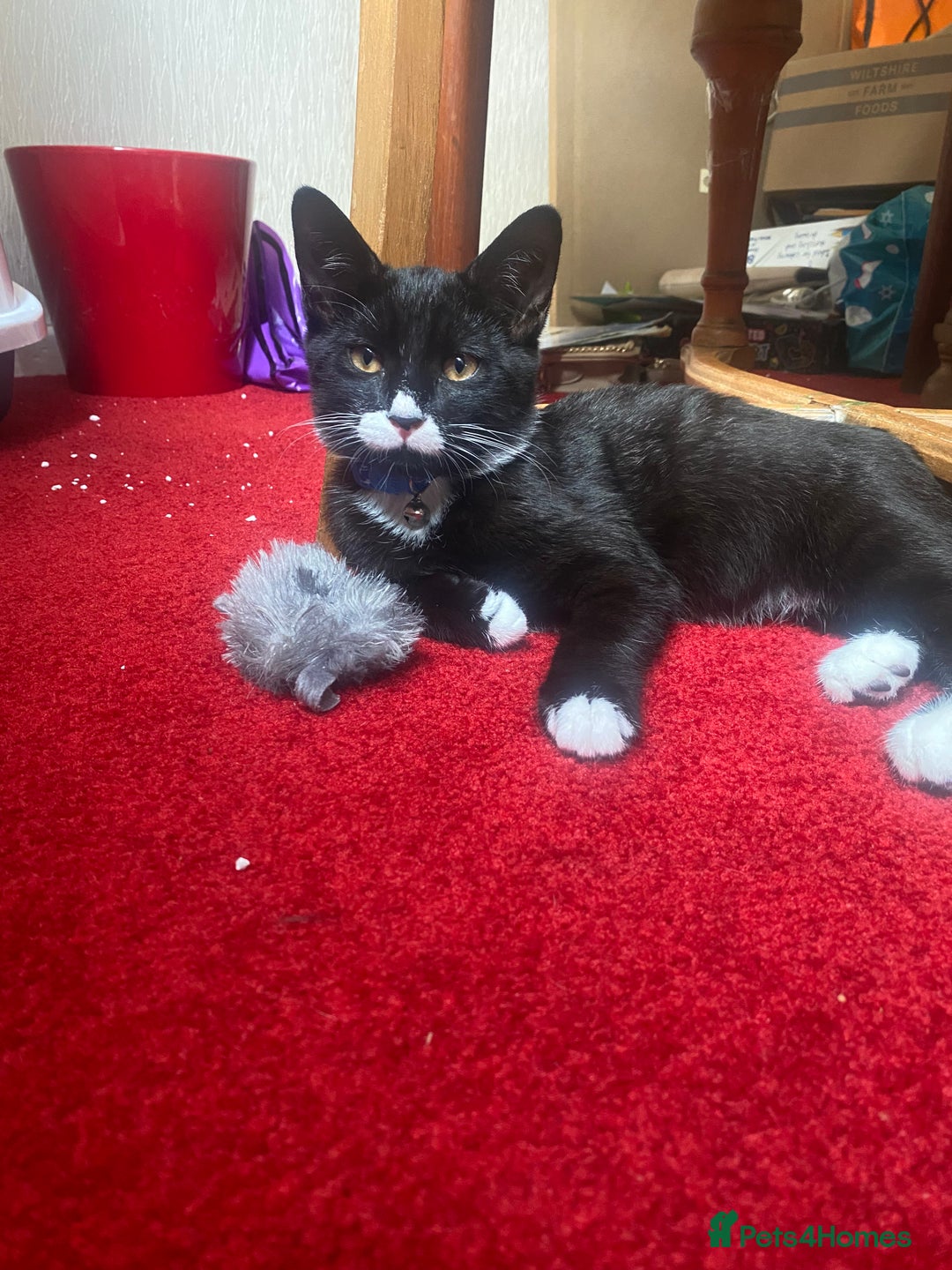 Mixed Breed cats for sale: 2 bonded males needs a home asap - Image 6