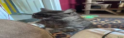 Scottish Fold cats for sale: Bruce - Advert 3