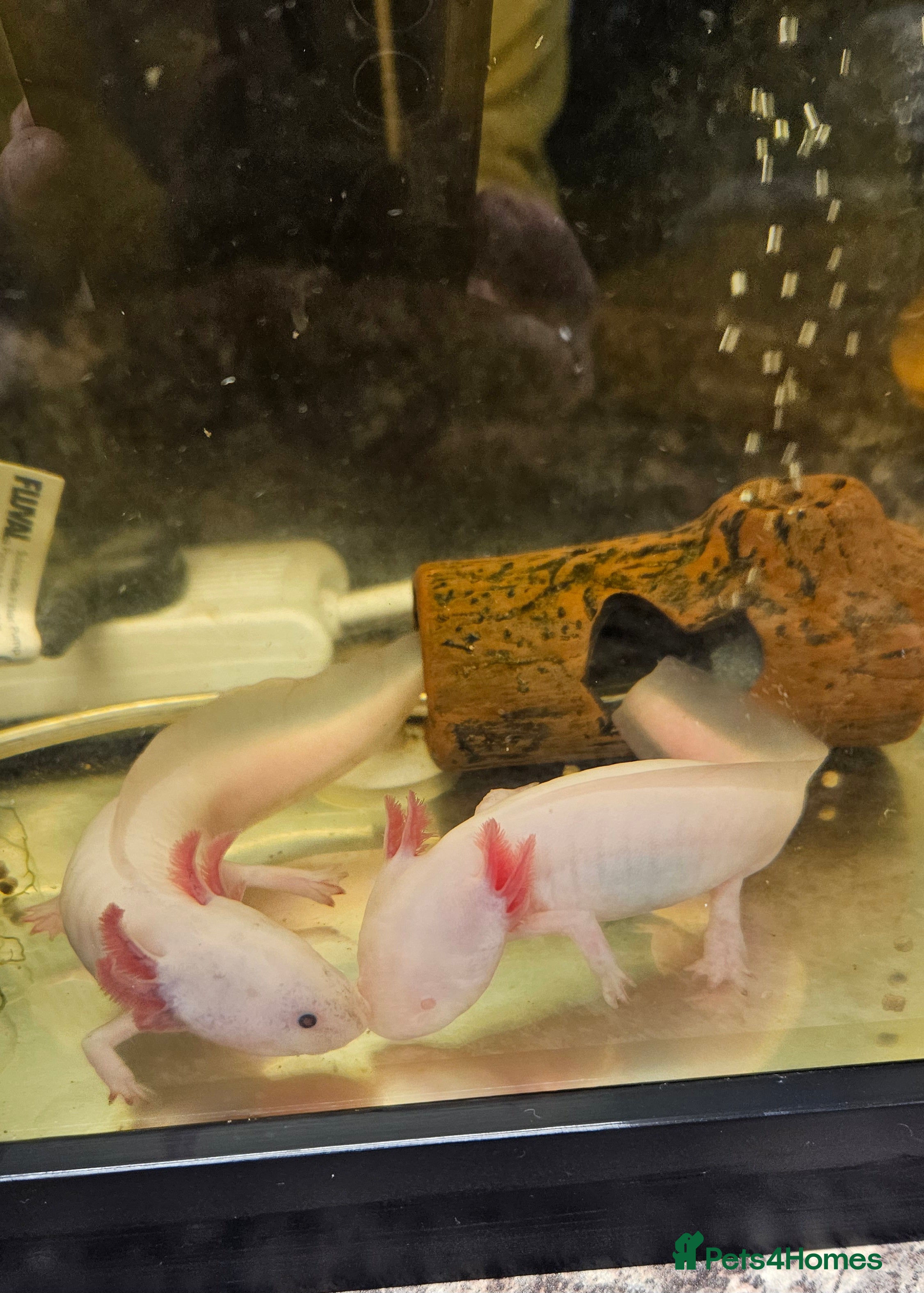 Axolotl reptiles Two Axolotl need a new home  - Advert 2