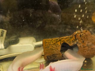 Axolotl reptiles Two Axolotl need a new home - Advert 2