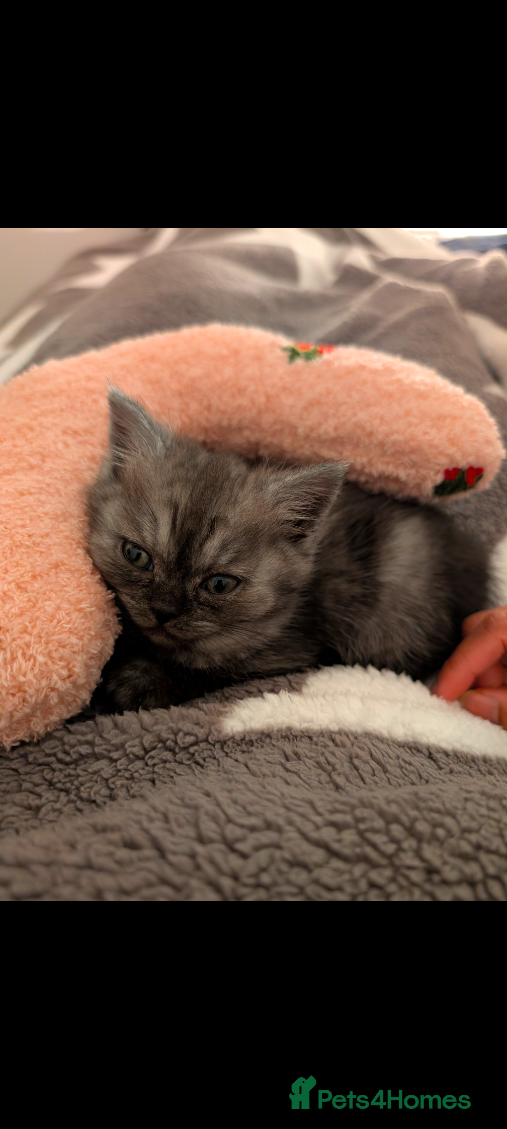 Mixed Breed cats Female kitten half Short hair & half Persian  - Advert 1