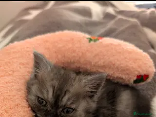 Mixed Breed cats Female kitten half Short hair & half Persian - Advert 1