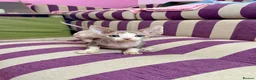 Devon Rex cats for sale: Beautiful pure Devon Rex kittens  - Advert 10