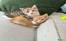 Domestic Shorthair cats for sale: 2 Male 2 female kittens for sale - Image 2