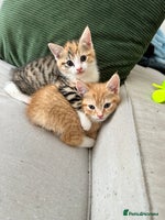 Domestic Shorthair cats - Advert 1
