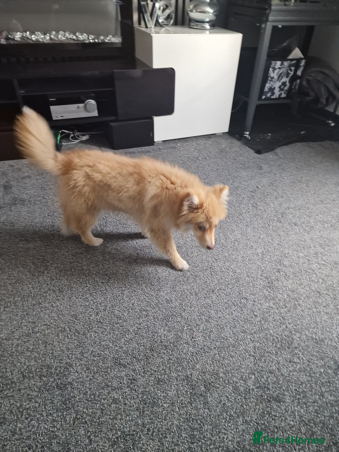 Pomsky dogs for sale: Female pomsky  - Image 2