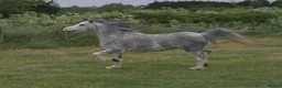 Welsh Section A horses for sale: Stunning Welsh sec A mare Toytown breeding - Advert 3