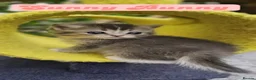 Ragdoll cats for sale: 💖 2 beautiful girls 💖 - Advert 9