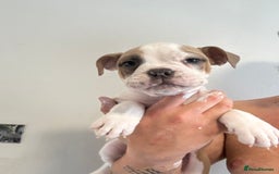 Dorset Olde Tyme Bulldogge dogs for sale: Bulldog puppy - Image 5