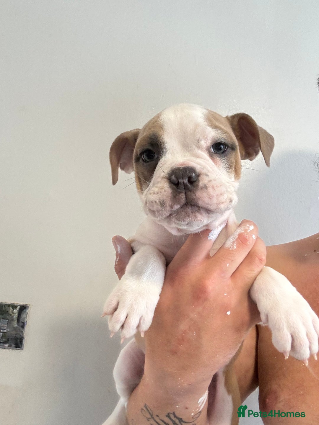 Dorset Olde Tyme Bulldogge dogs for sale: Bulldog puppy - Image 5