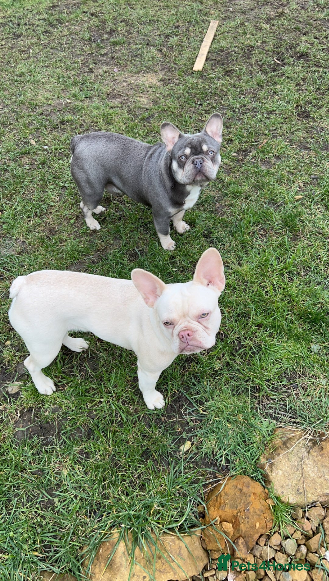 French Bulldog dogs for sale: French bulldogs - Image 10