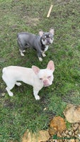 French Bulldog dogs French bulldogs - Advert 4