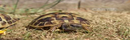 Tortoise reptiles for sale: Horsfield’s, Hermanns and Sulcatas ready at XMAS - Advert 5