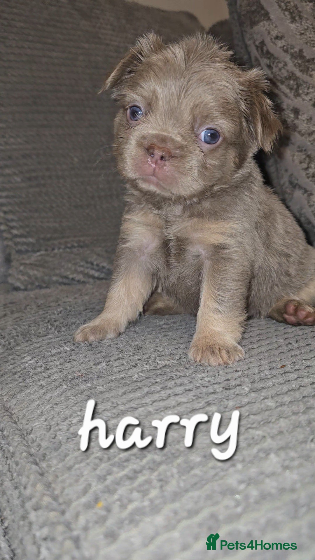 French Bulldog dogs for sale: Quality fluffy kc registered French bulldogs  - Advert 4