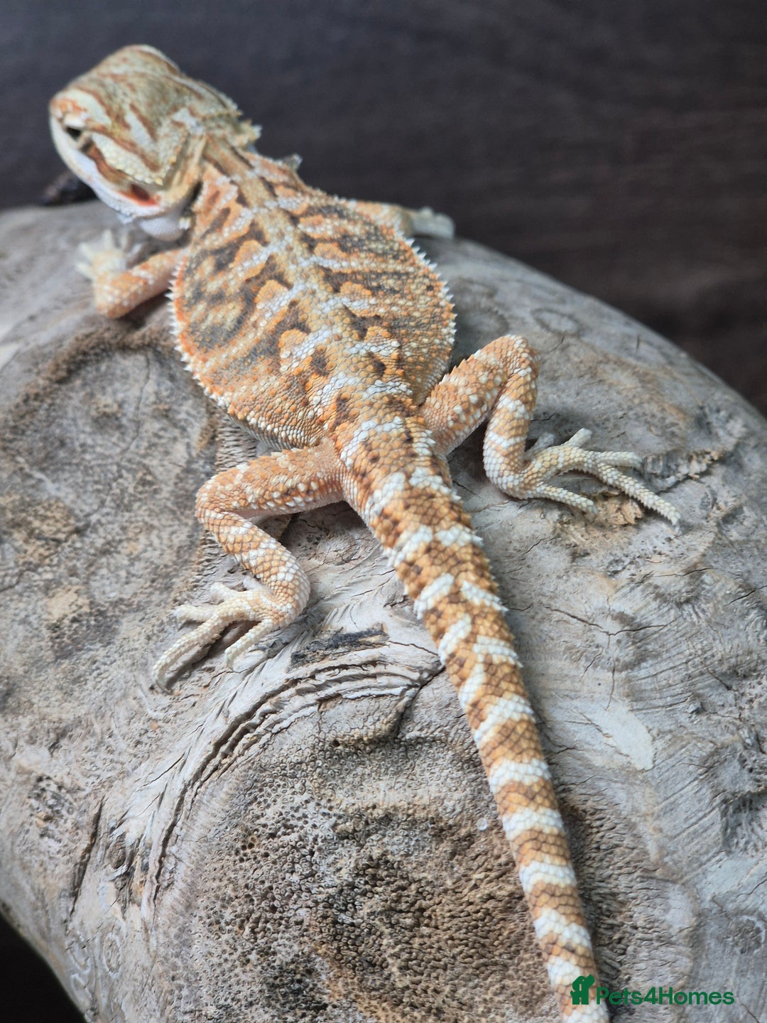 Gecko reptiles for sale: crested geckos, leopard geckos - Advert 12