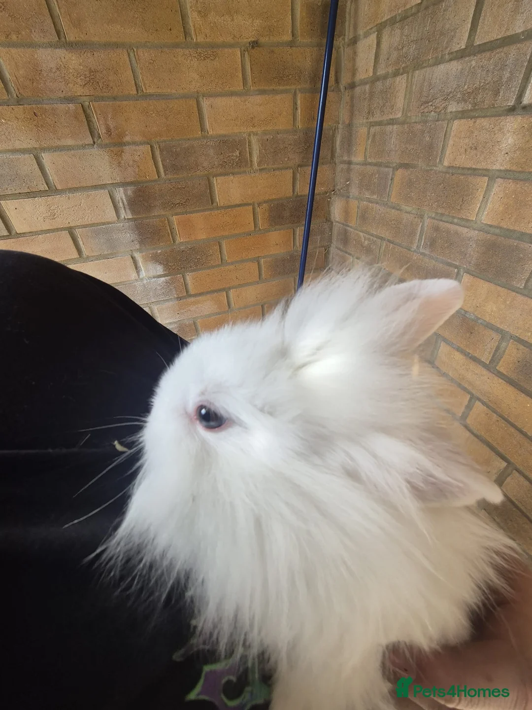 Lionhead rabbits for sale: Lionhead babies - Advert 2