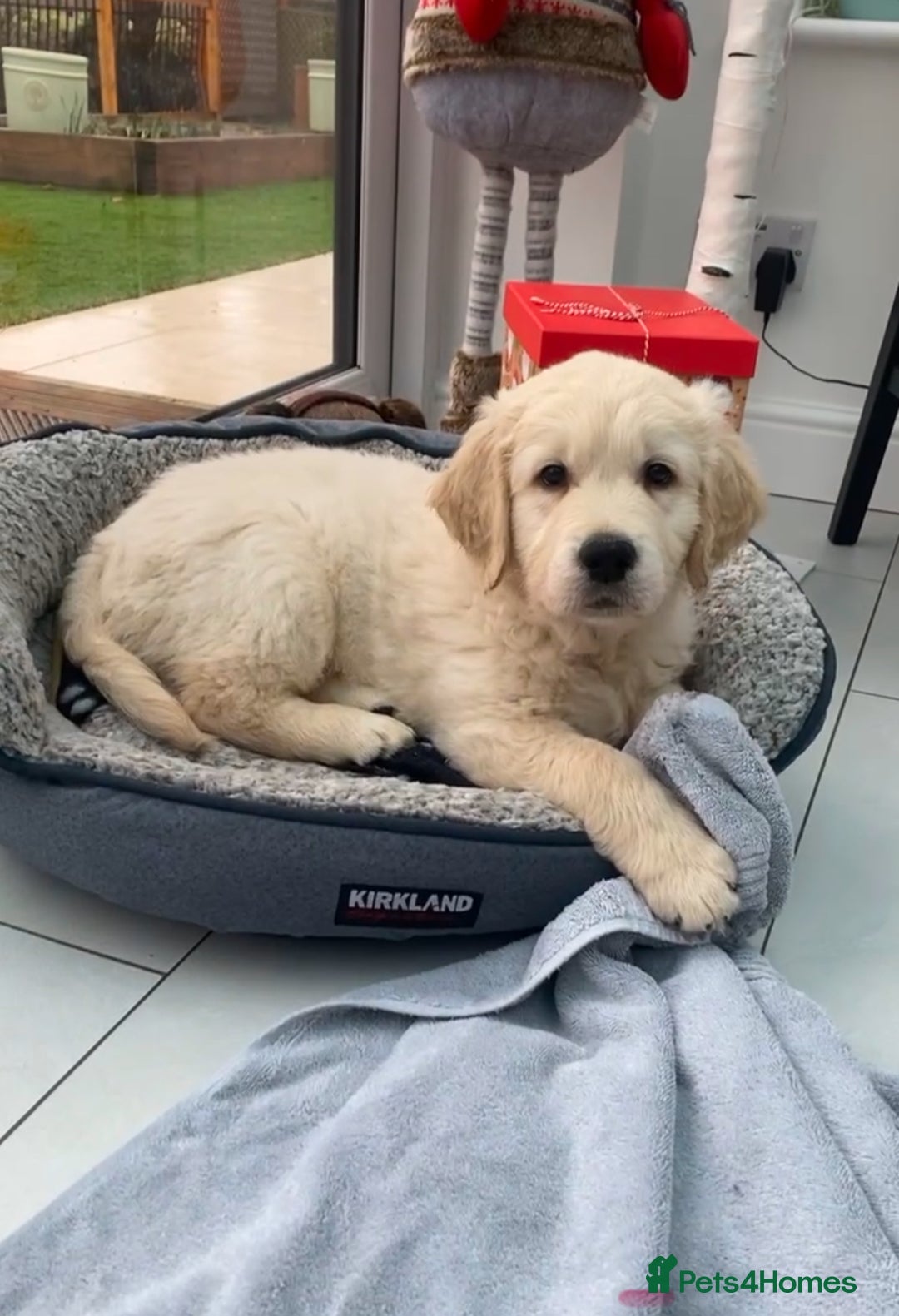 Golden Retriever dogs for stud: ORLAGOLD MAJOR TOM (Ziggy) - Advert 21