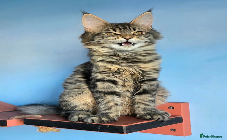 Maine Coon cats - Advert 14