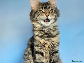 Maine Coon cats - Advert 3