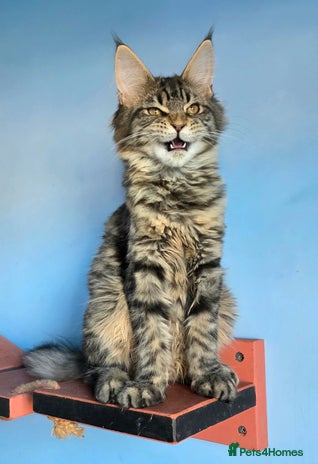 Maine Coon cats - Advert 14