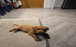 Labradoodle dogs for sale: F1 labradoodles - Image 4