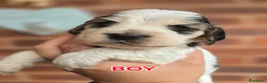 Red Collar Boy