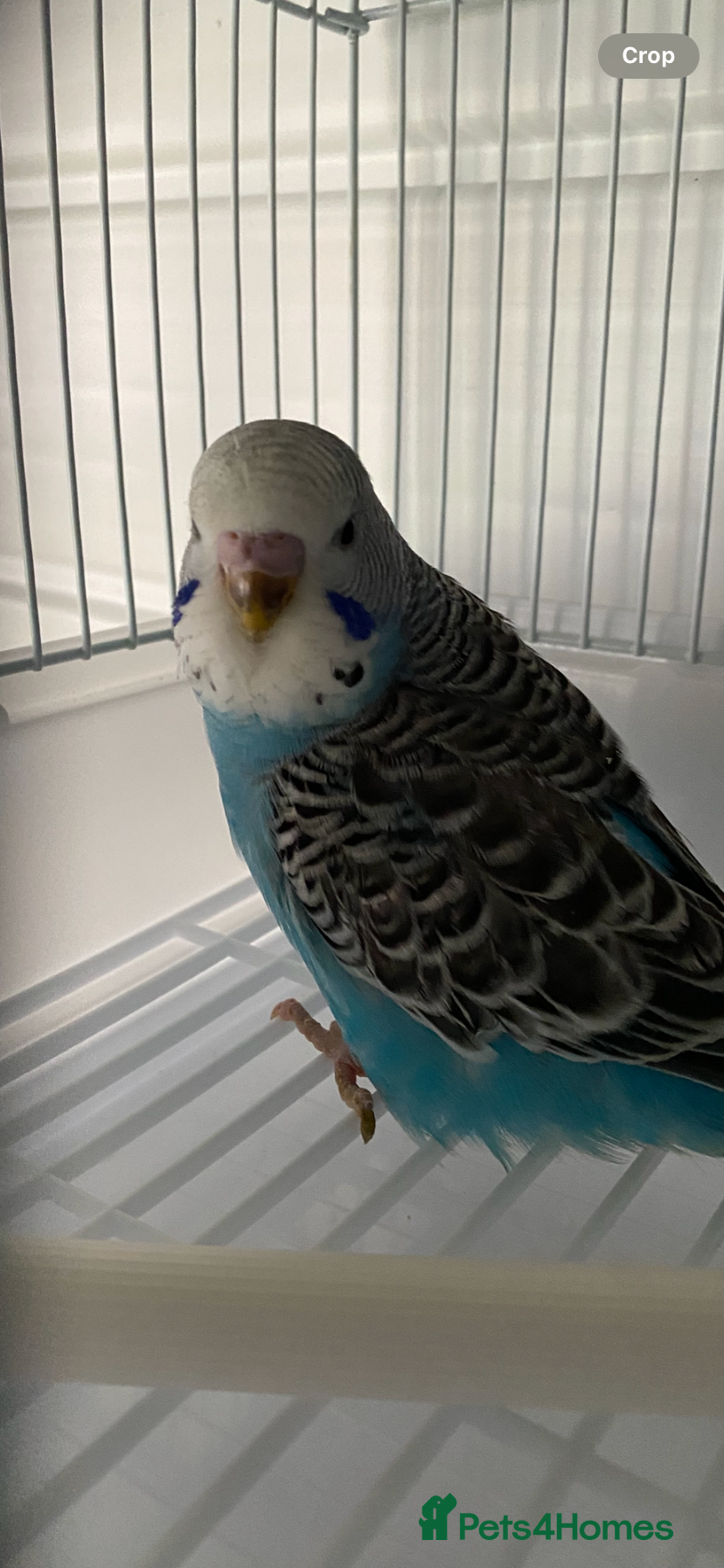 Budgerigars birds Young budgies  - Advert 1